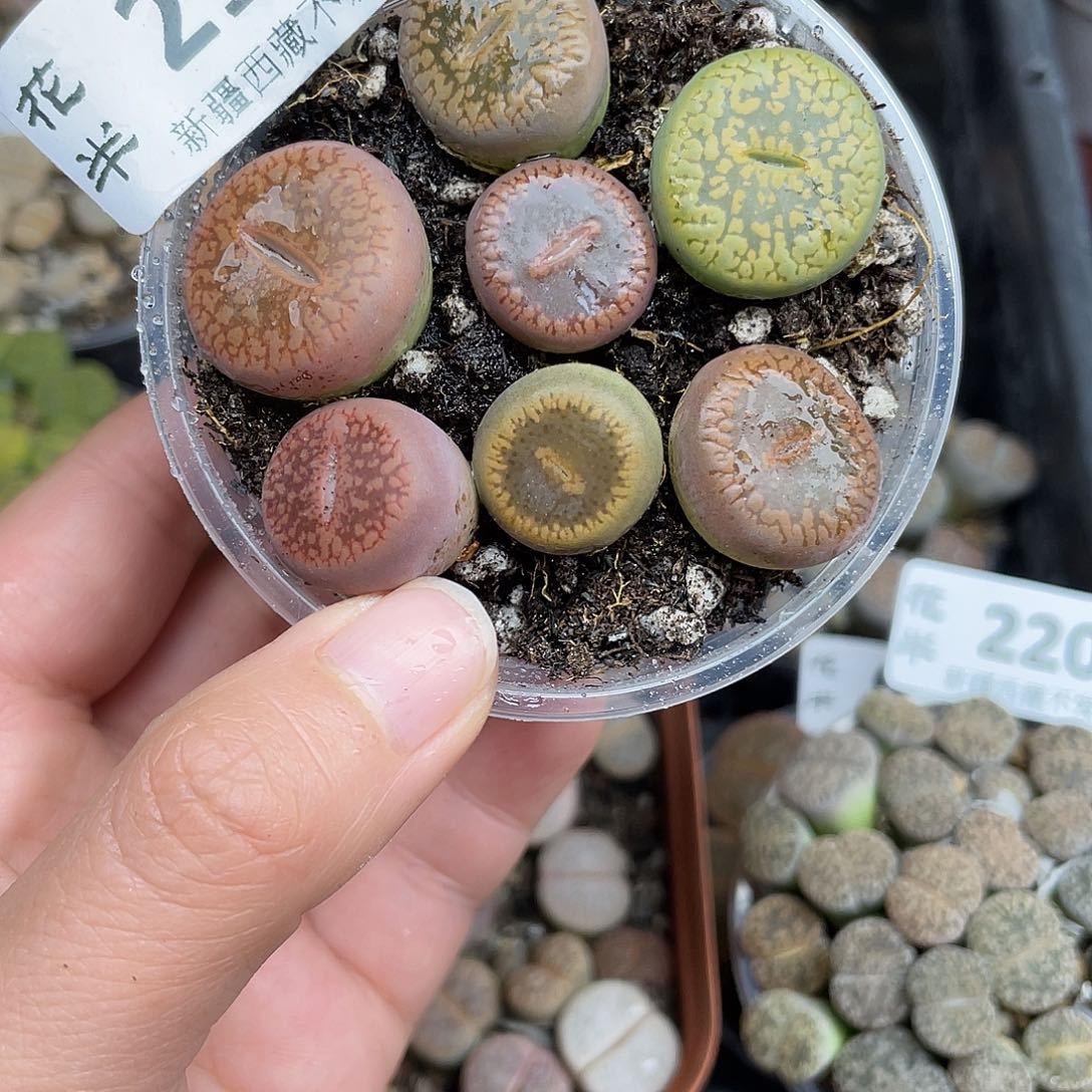 21700000花花花花花花花花花