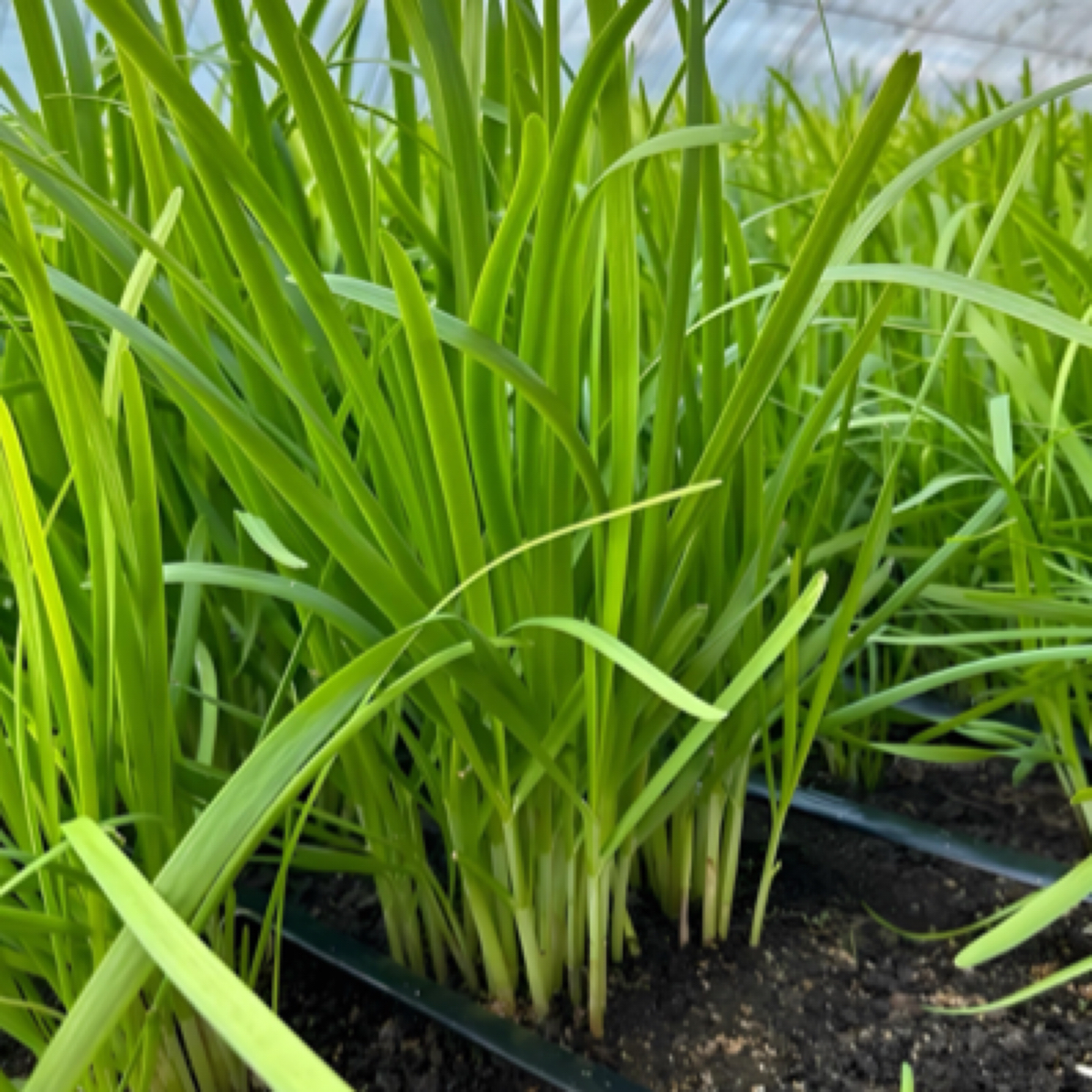 《罐哥家庭农场》微生物安心韭菜2-3斤韭菜