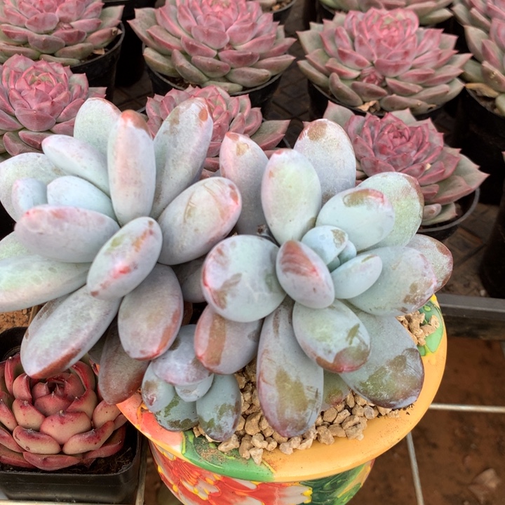 雪美人多肉植物两单包邮