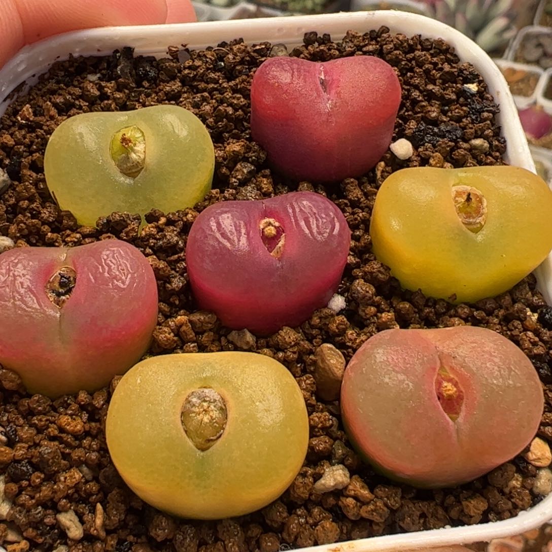 013多肉植物百科