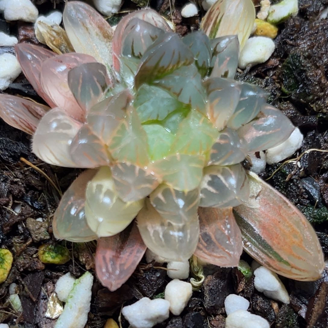 恭喜发财大吉大利0007