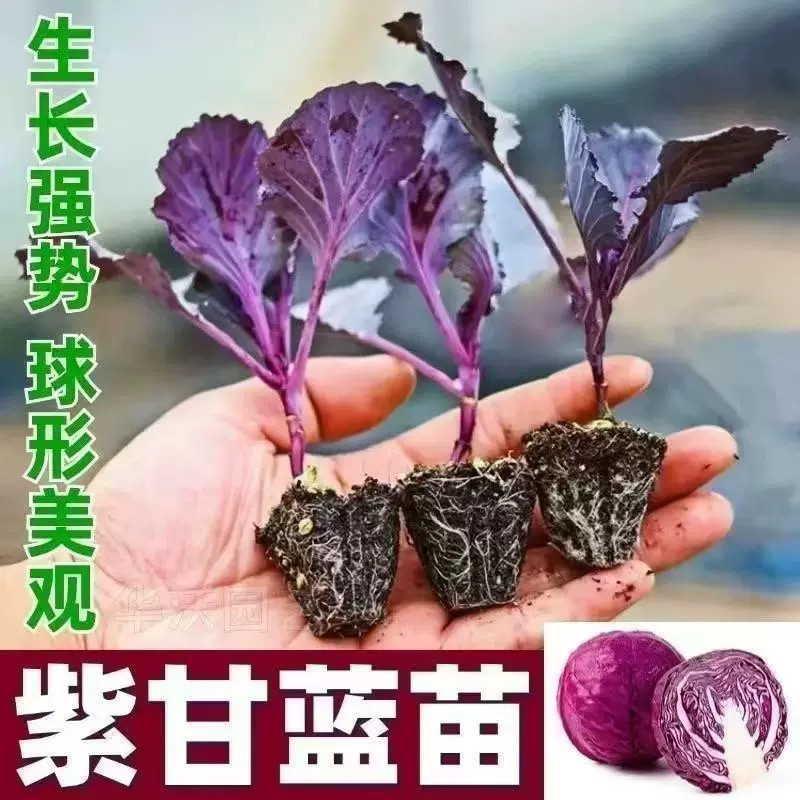 紫甘蓝包菜苗秧苗卷心菜紫色菜种活苗春秋盆栽高产蔬菜苗四季新鲜