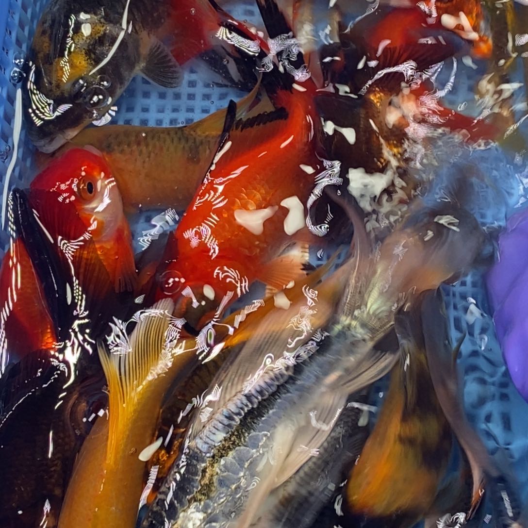 锦鲤冷水锦鲤包邮