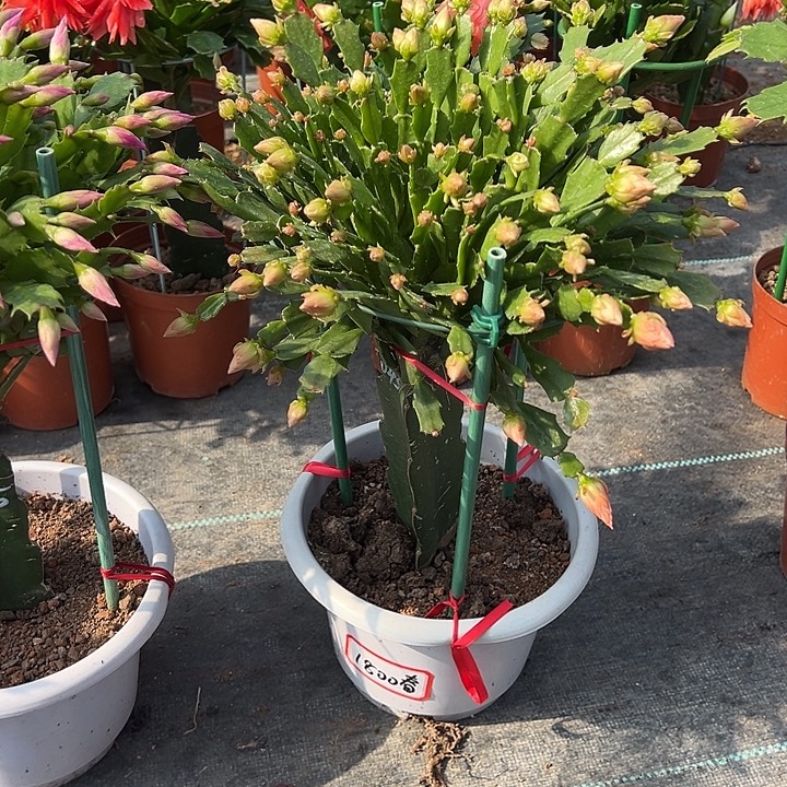 春***3白盆043蟹爪兰尾号1800