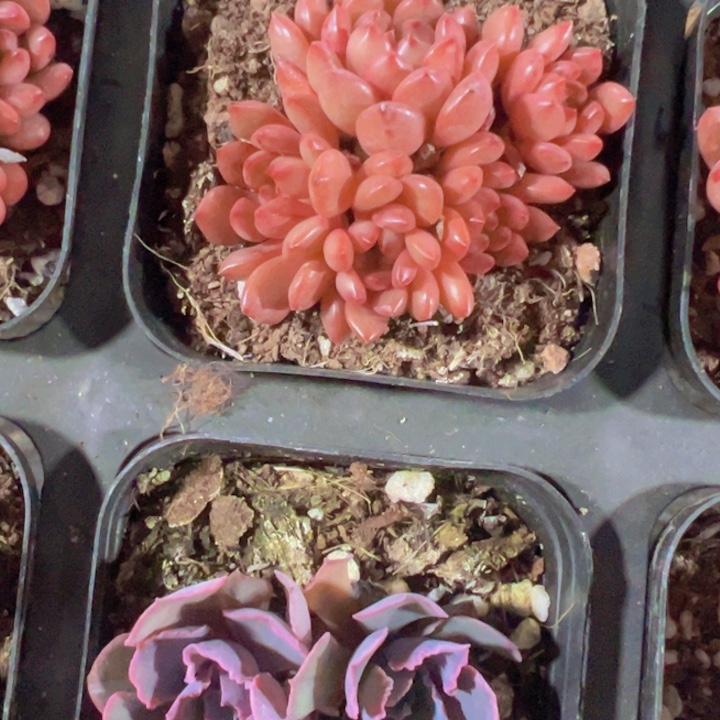 红宝石群精品多肉植物