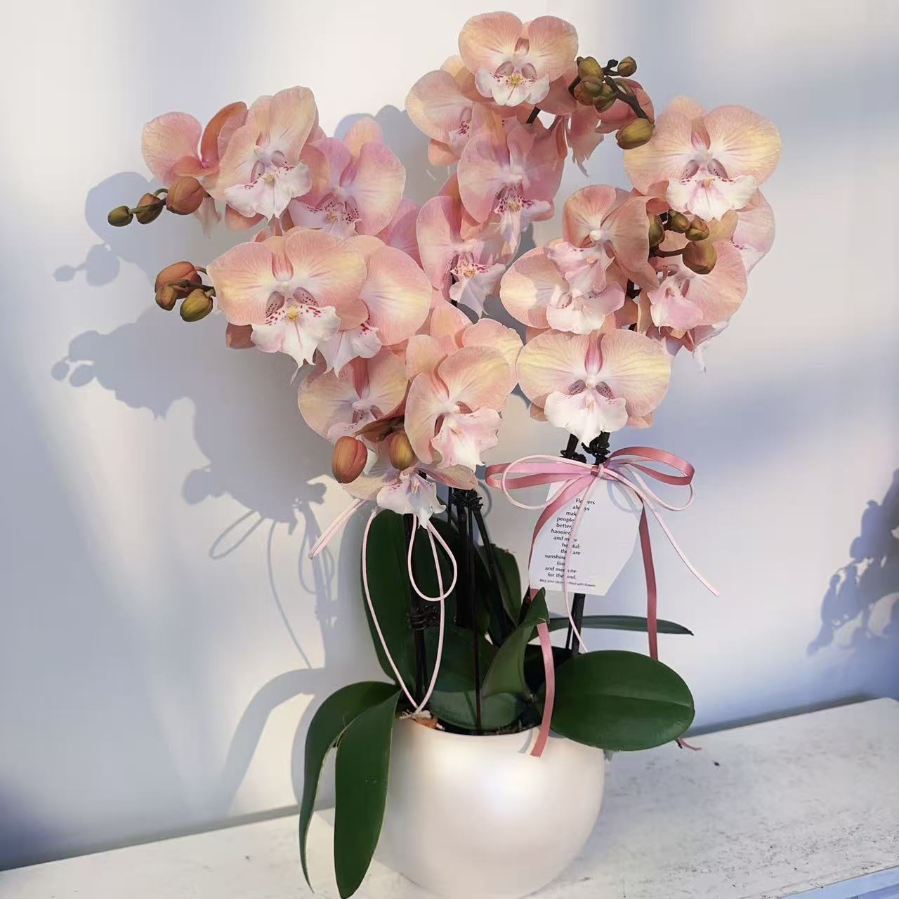 蝴蝶兰【彩虹独角兽】 网红爆款年宵花   基地直发  带花带花苞