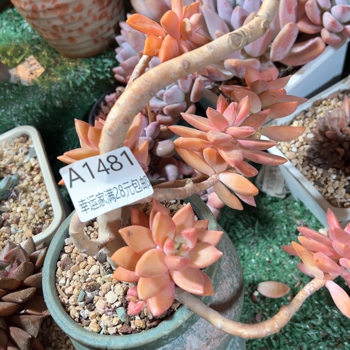 @****意幸运的是我的朋友们都