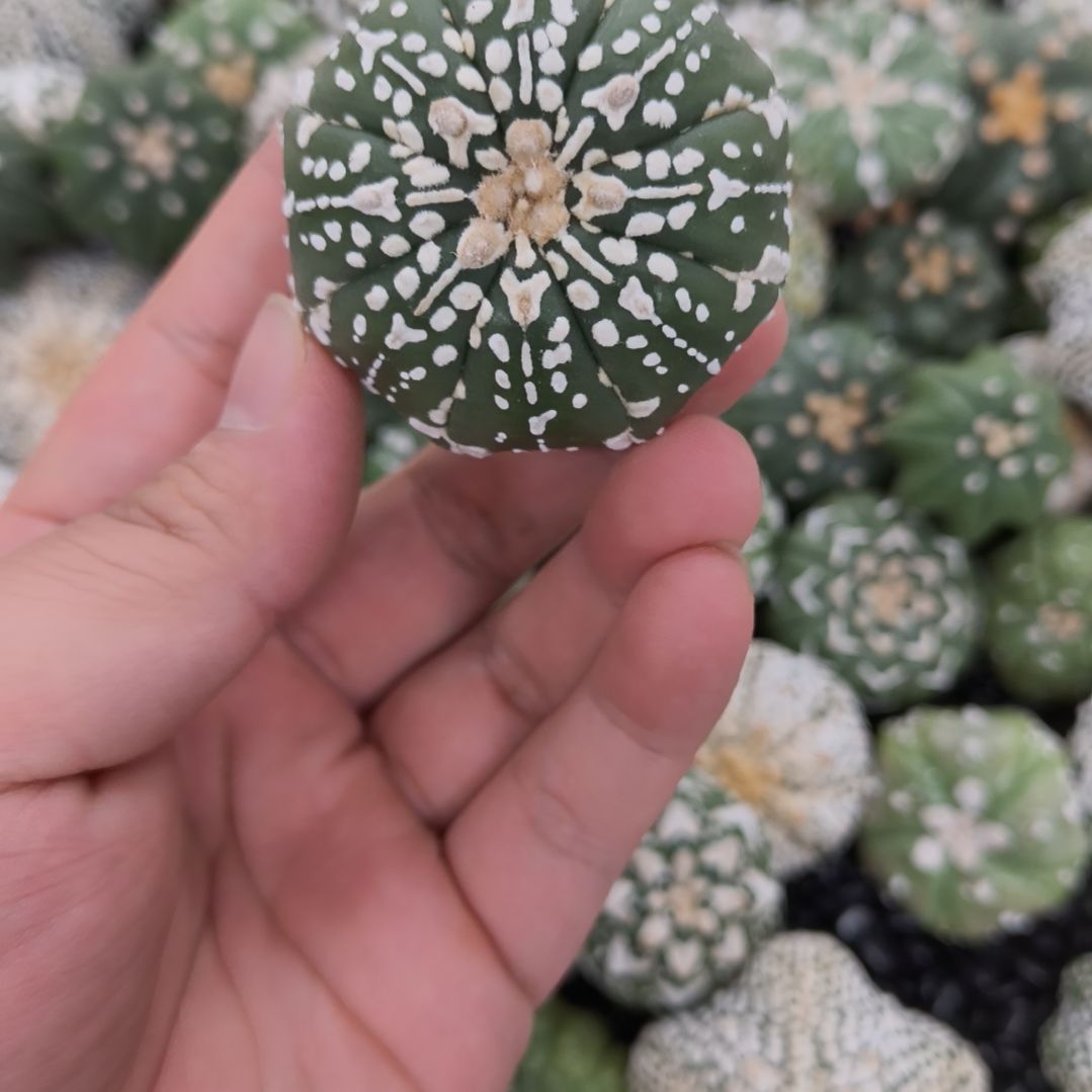 哈哈哈哈哈哈哈V兜兜兜兜