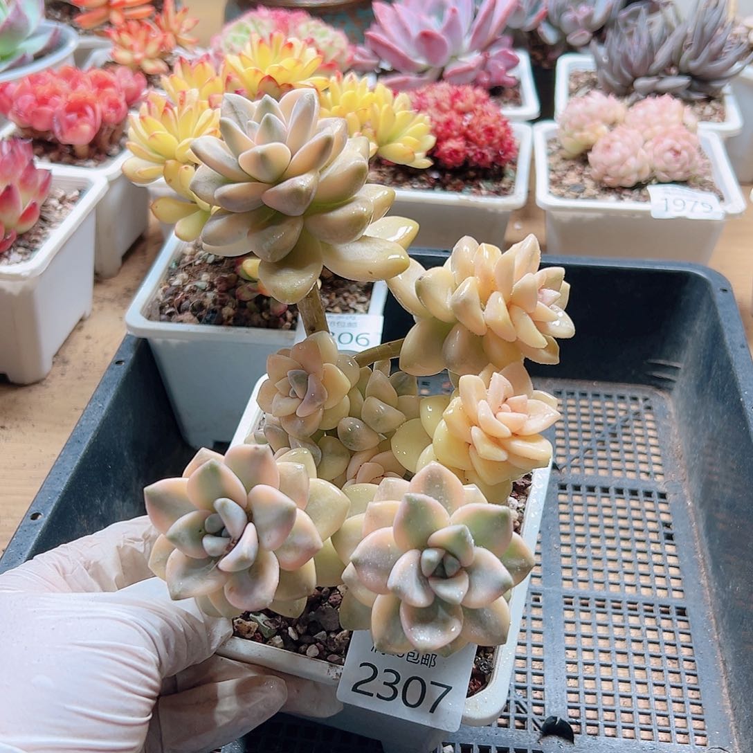 多肉一物一拍2307