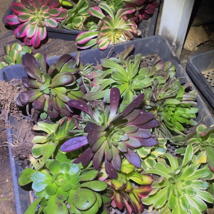 5963福利套餐多肉植物