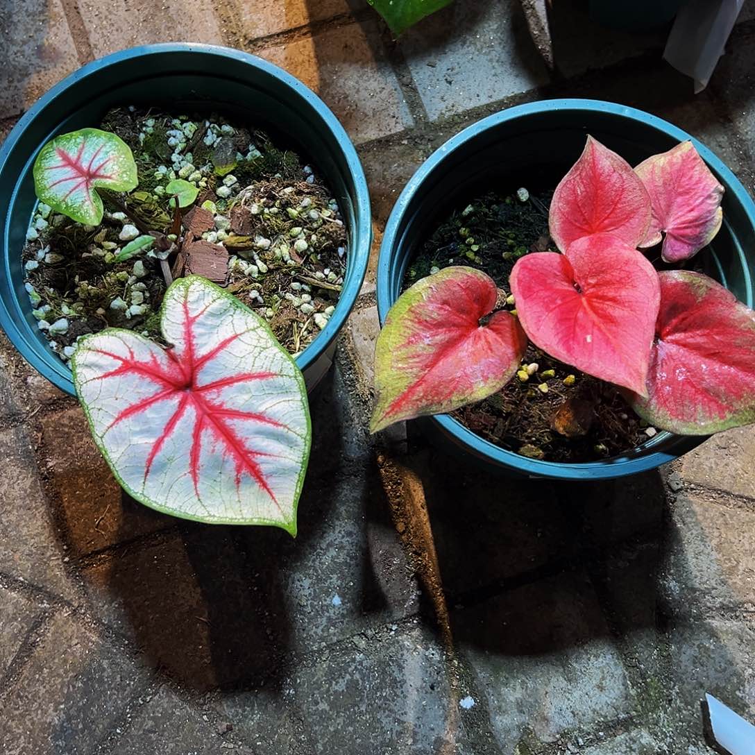 野***骏完全开放8548+3773泰彩两颗