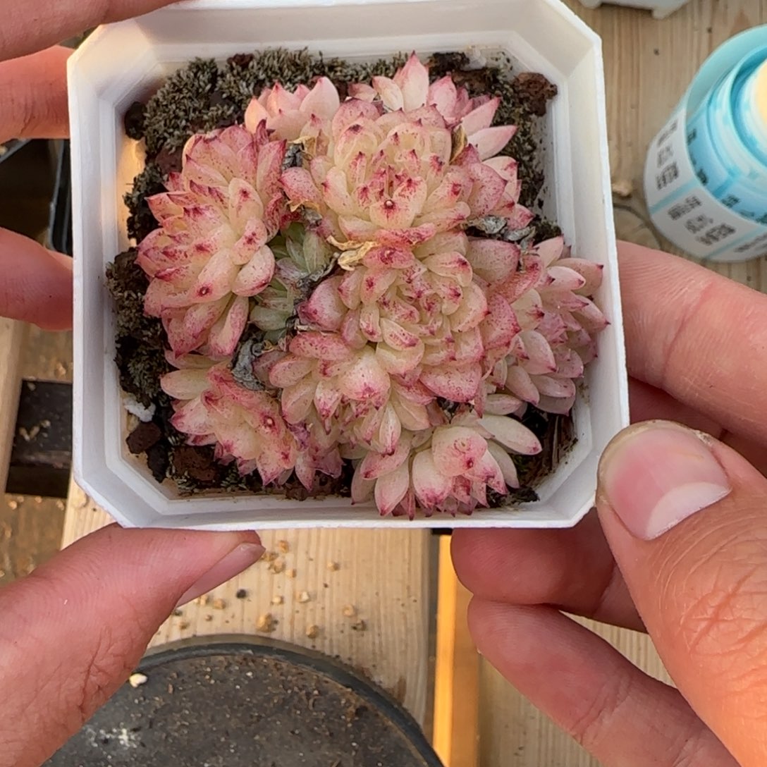 一物一拍麦秆群14137