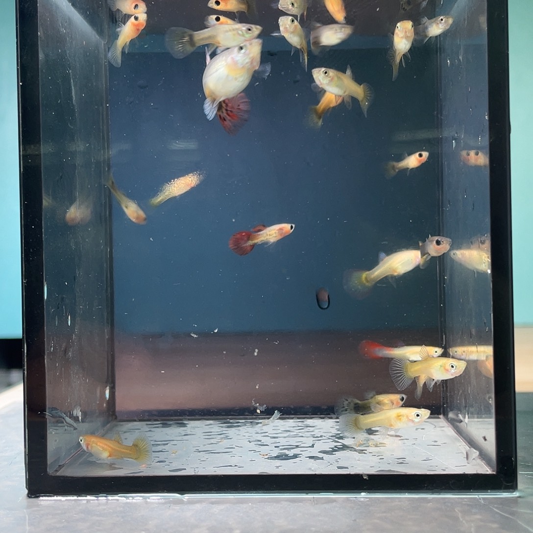孔雀鱼杂袍练手鱼