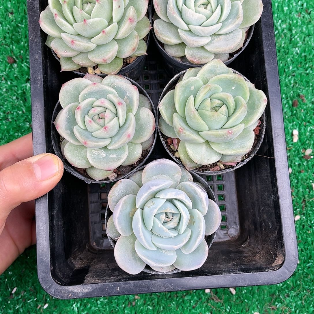 多肉一物一拍22-107