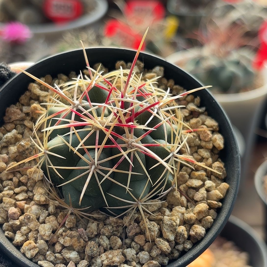 仙人球实生大统领