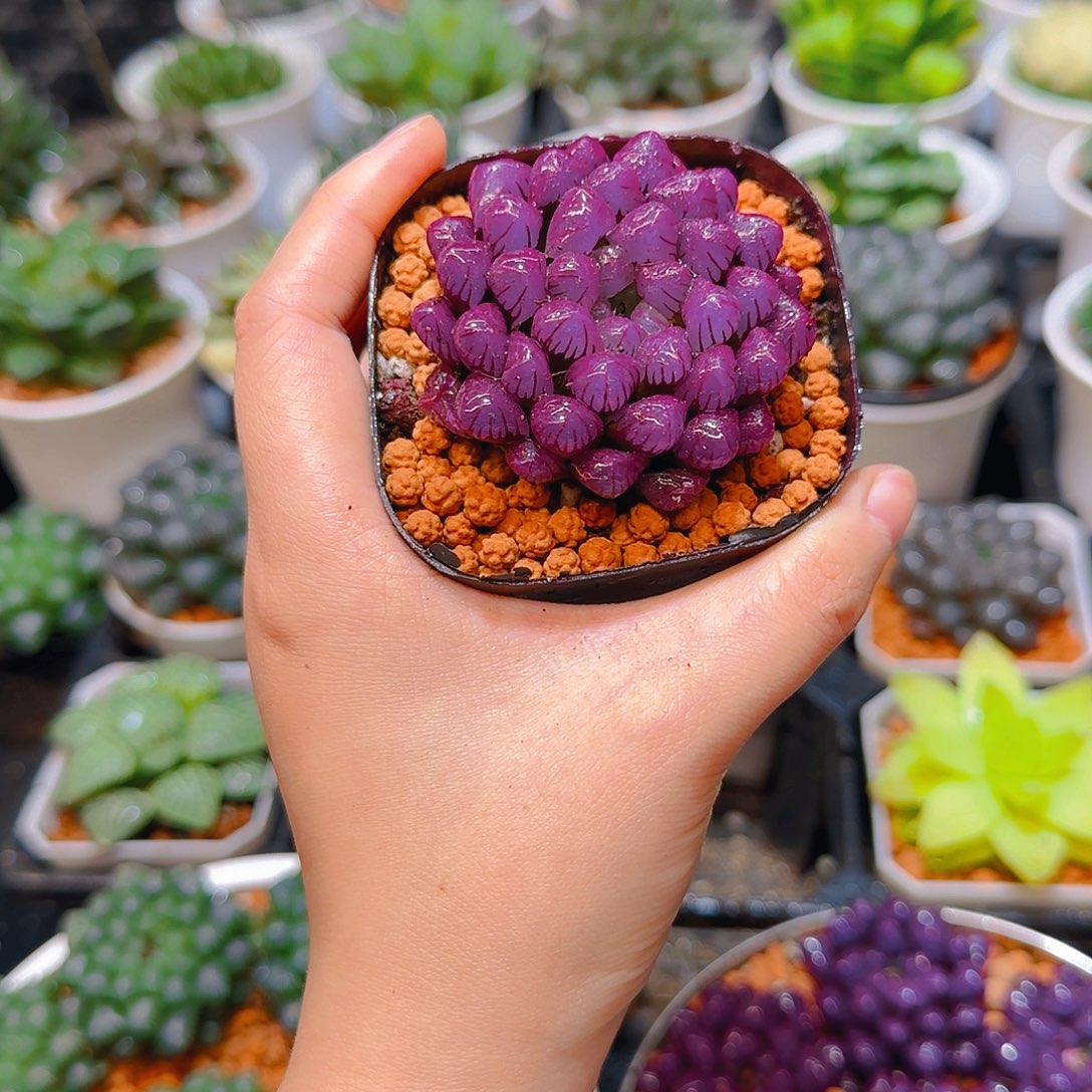 紫宝石冰灯玉露，原盆，人工上色