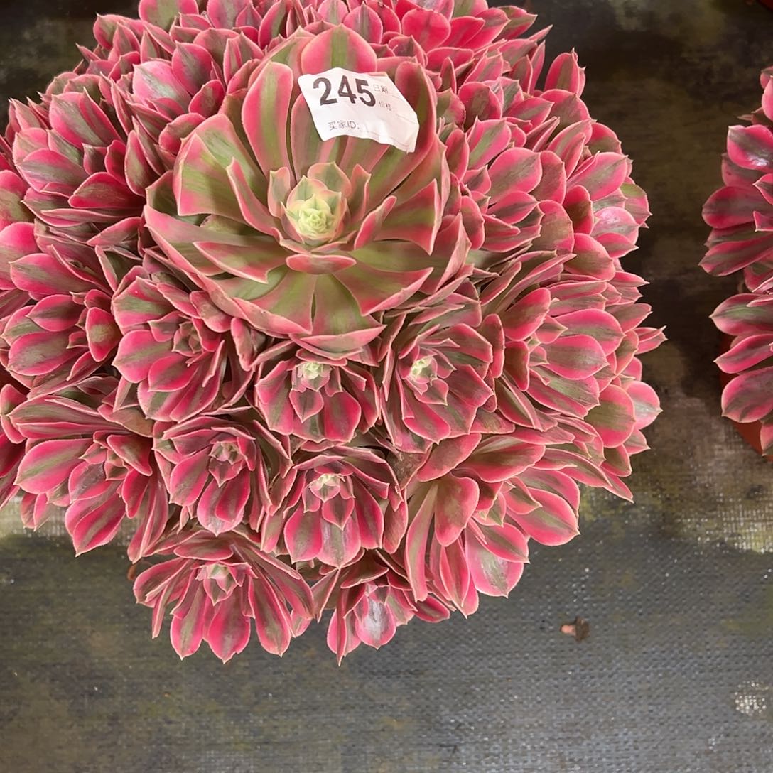 245女妖多肉植物法师