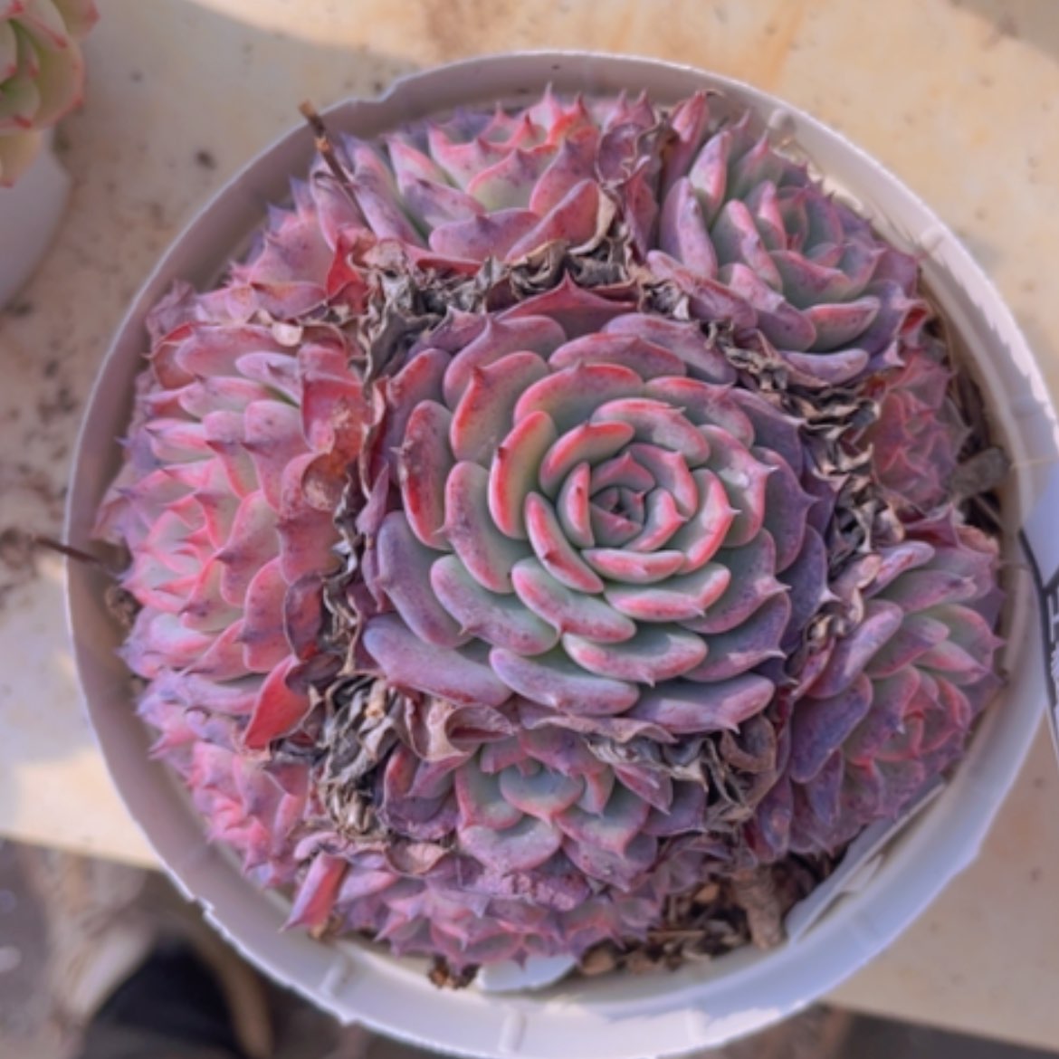 【闪购商品】劳伦斯06238