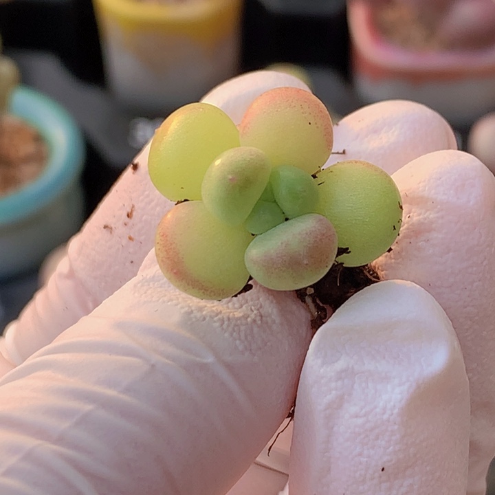 是****一物一拍 小彩球 咔咔咔