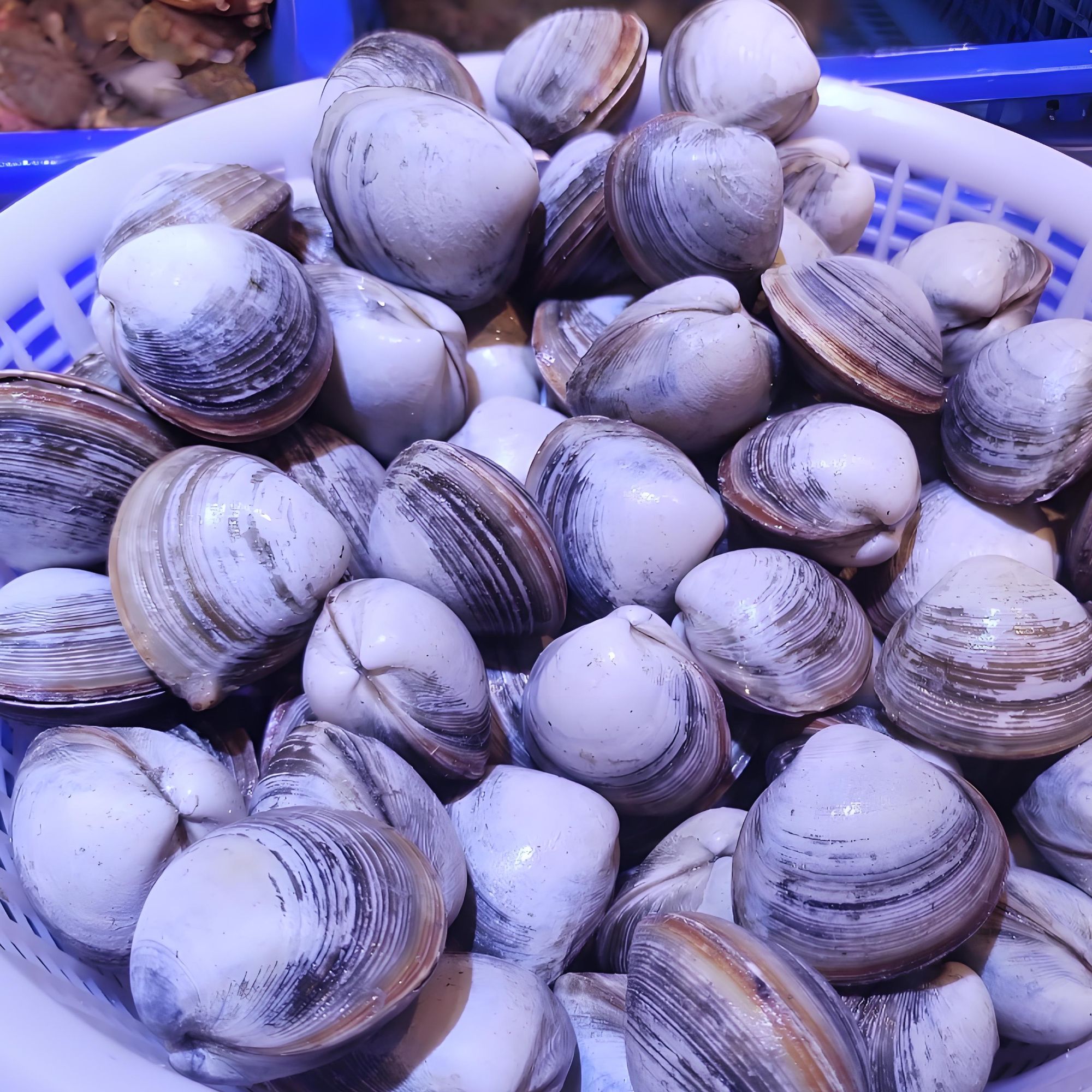 鲜活蛤蜊（默认不宰杀）