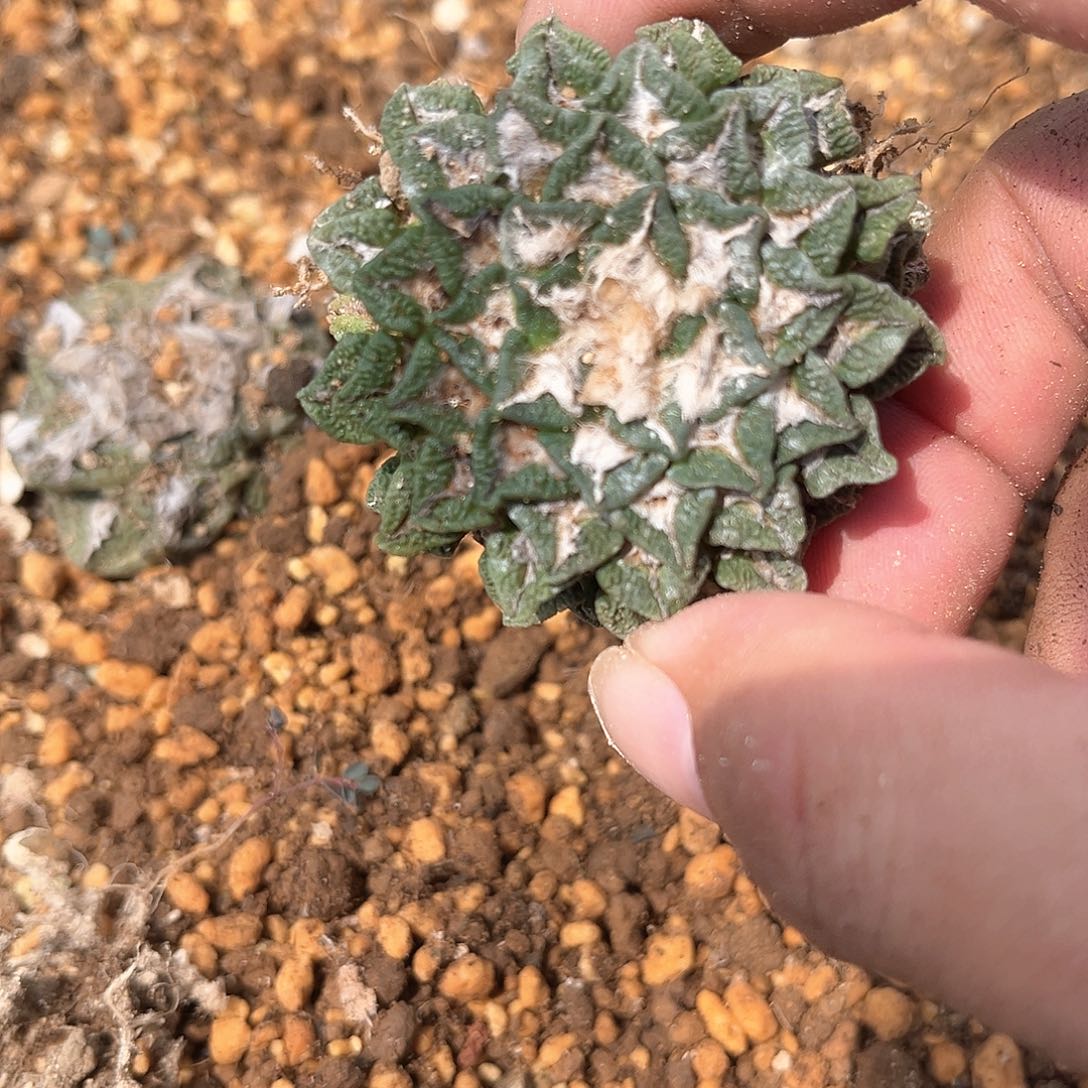 周***杨一个黑大的好好好