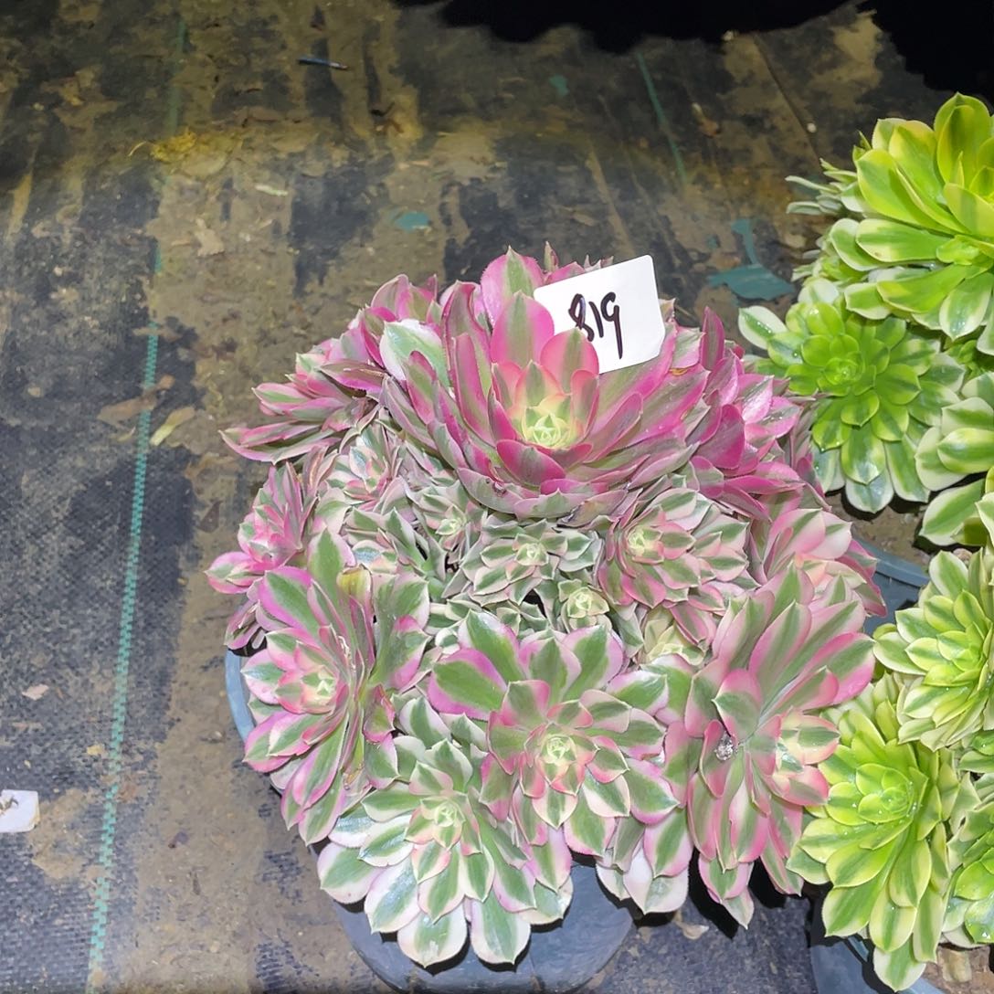 819法师植物粉女巫