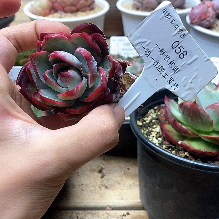 惊鸿仙子一物一拍058