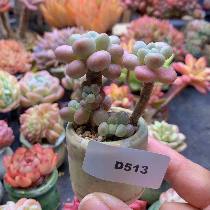 一物一拍含盆土满38包邮D513