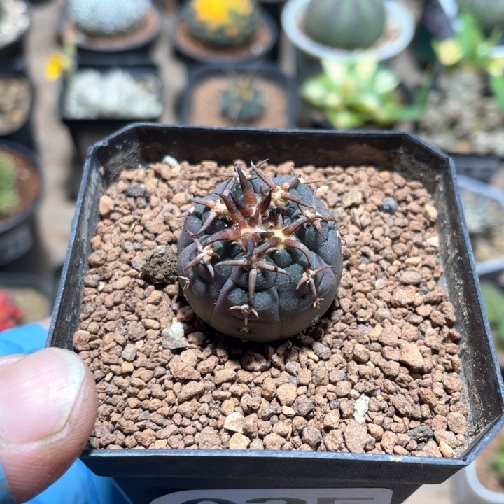 025实生猫爪仙人球