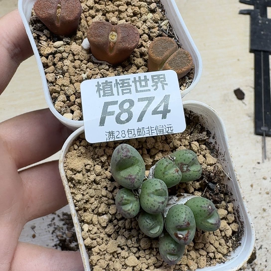 多肉植物的润泽ghnn