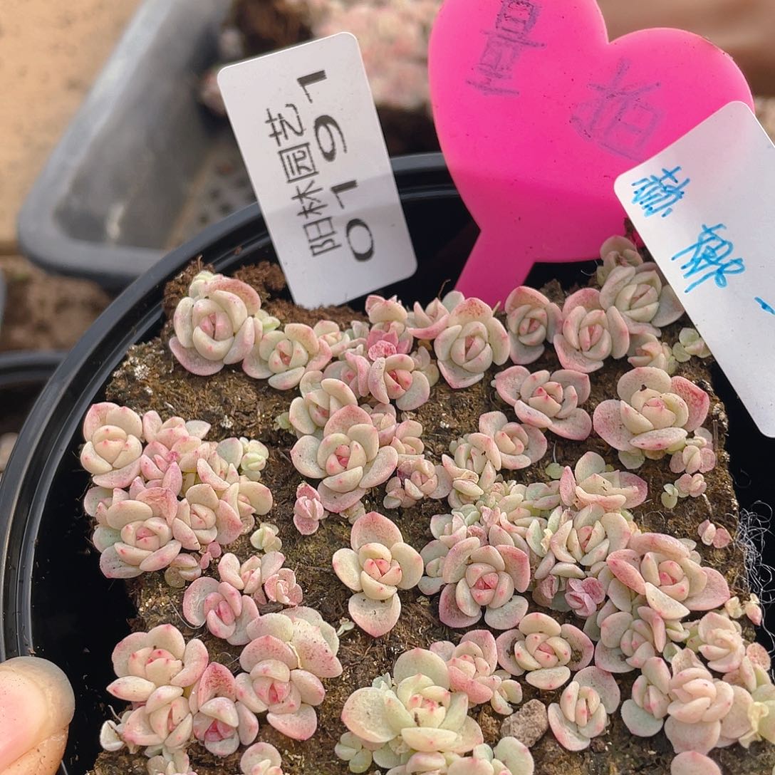 量拍多肉植物多肉植物191