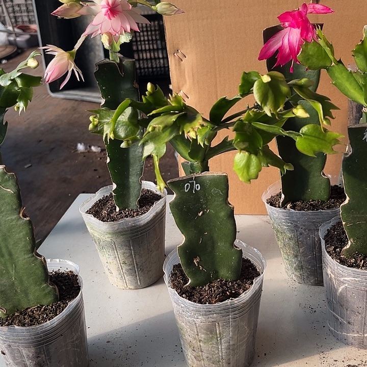 天***奶当前无花栽培后可以开花070