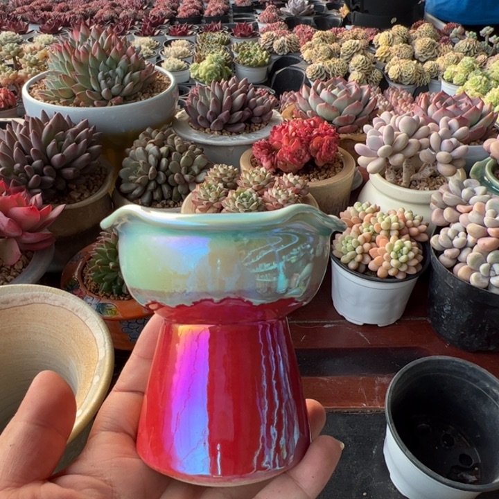 特价花盆满50发货内口7