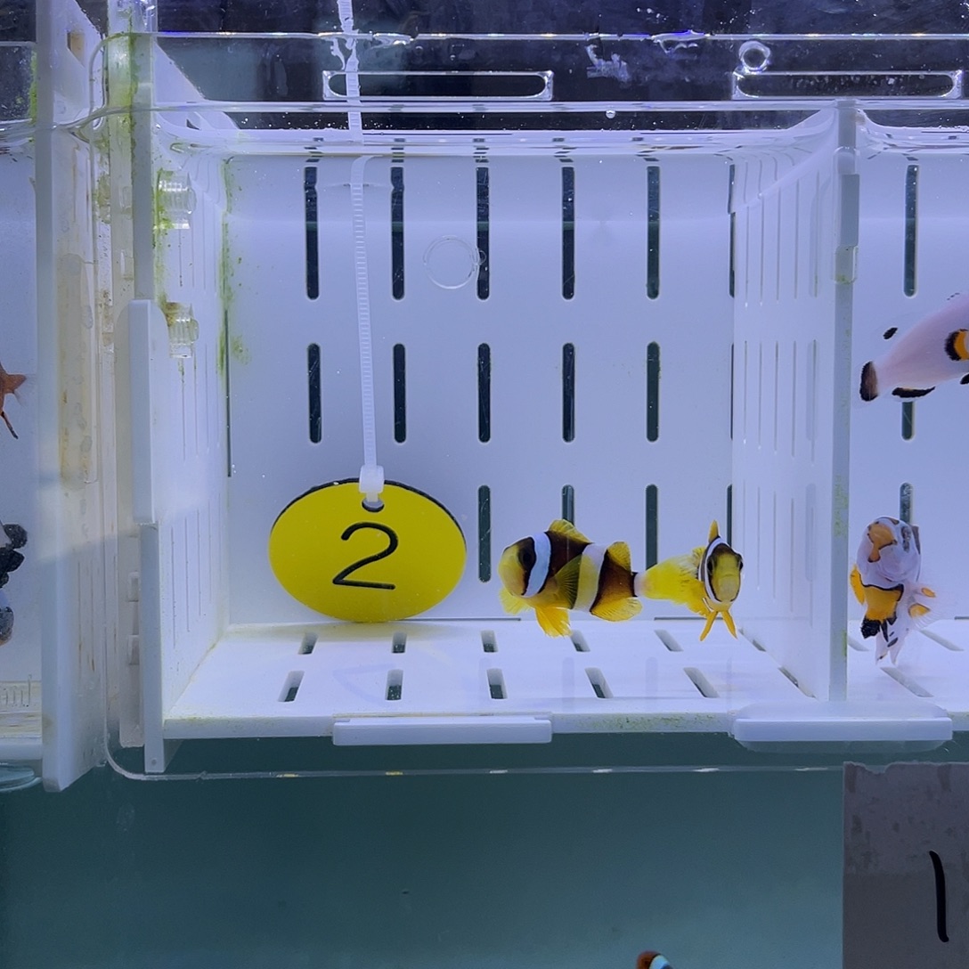 海水鱼人工金双待