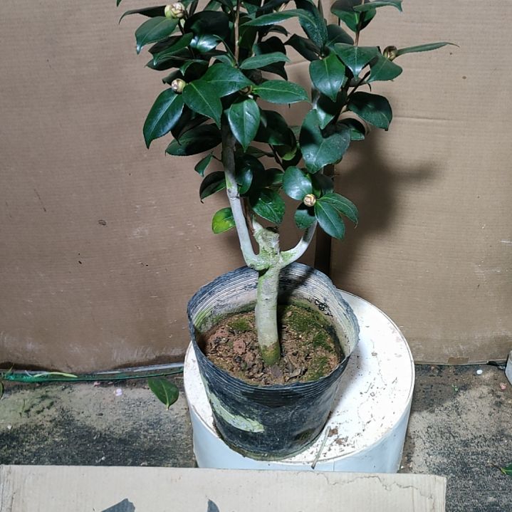 432鲁滨逊少校，原盆原土发货，不包邮