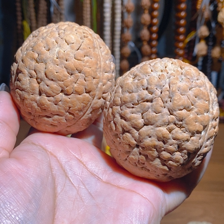 野生三瓣脑纹大金刚5562