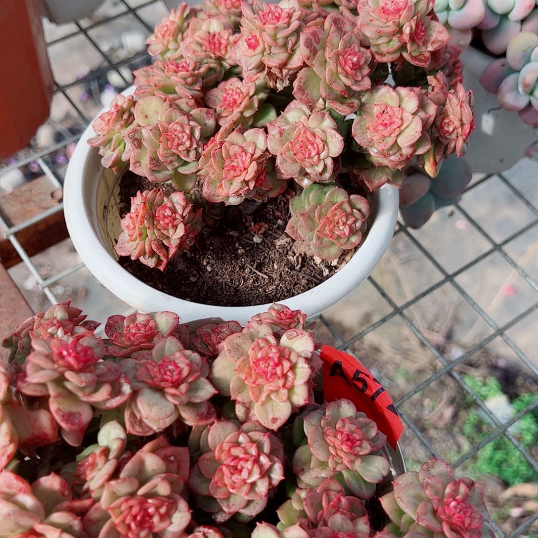 黄金蜡牡丹多头群生老桩