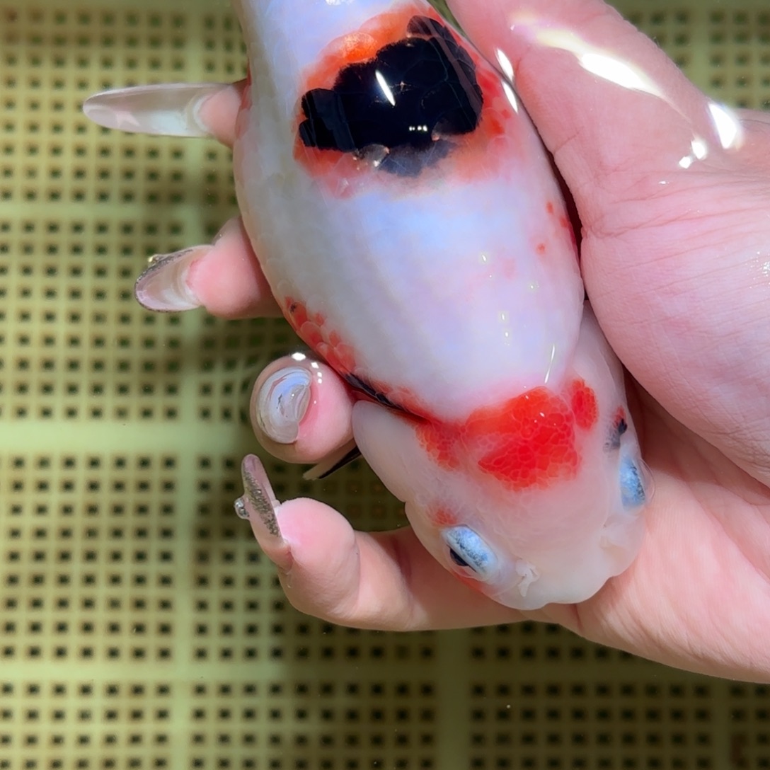 ****性金鱼拍包装包邮，不拍包装运费到付