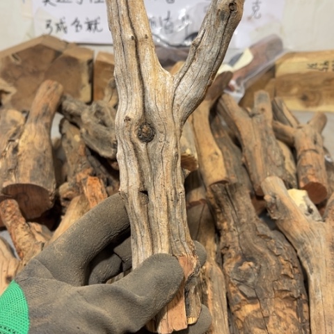 大果紫檀（缅甸花梨）想**生