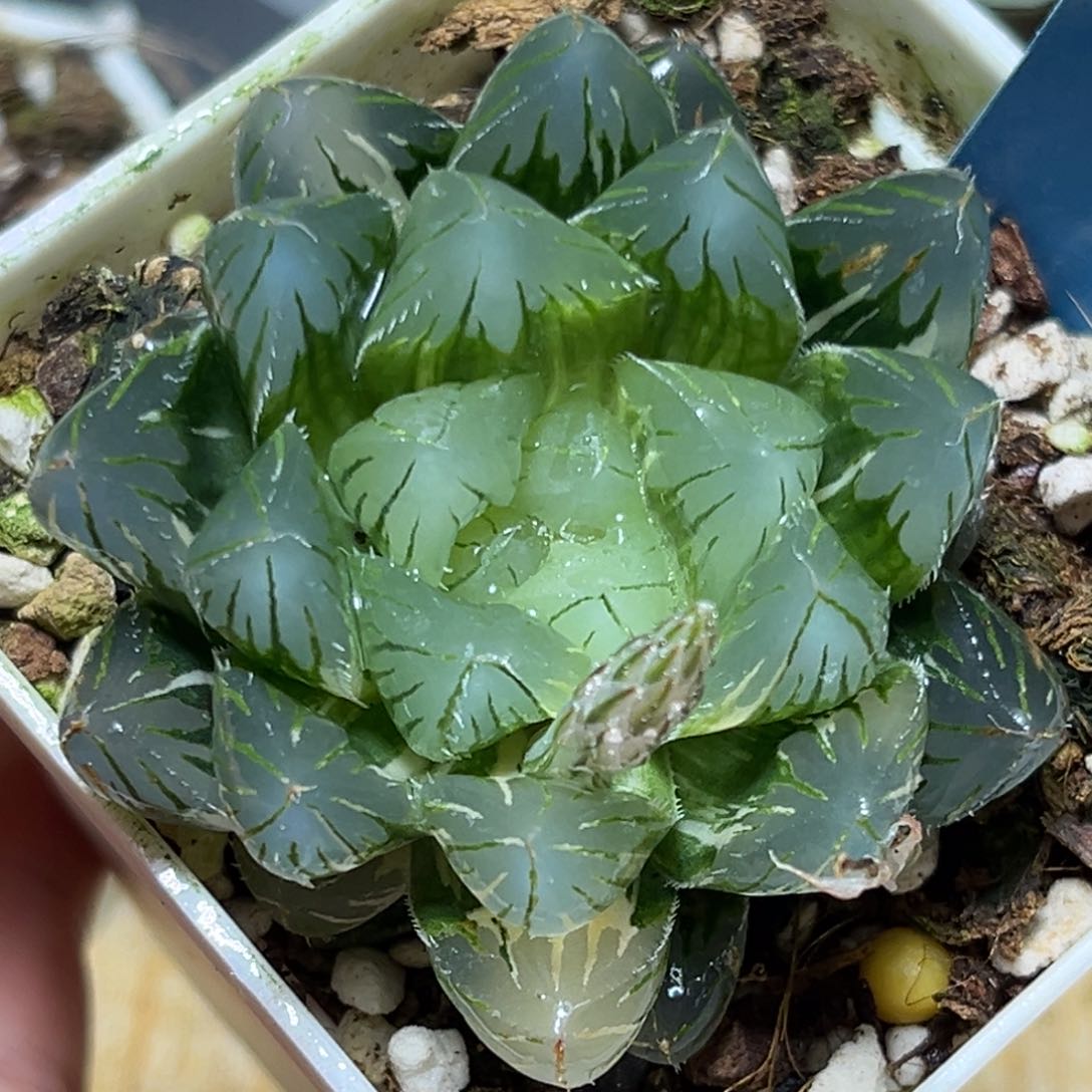 恭喜发财大吉大利0245