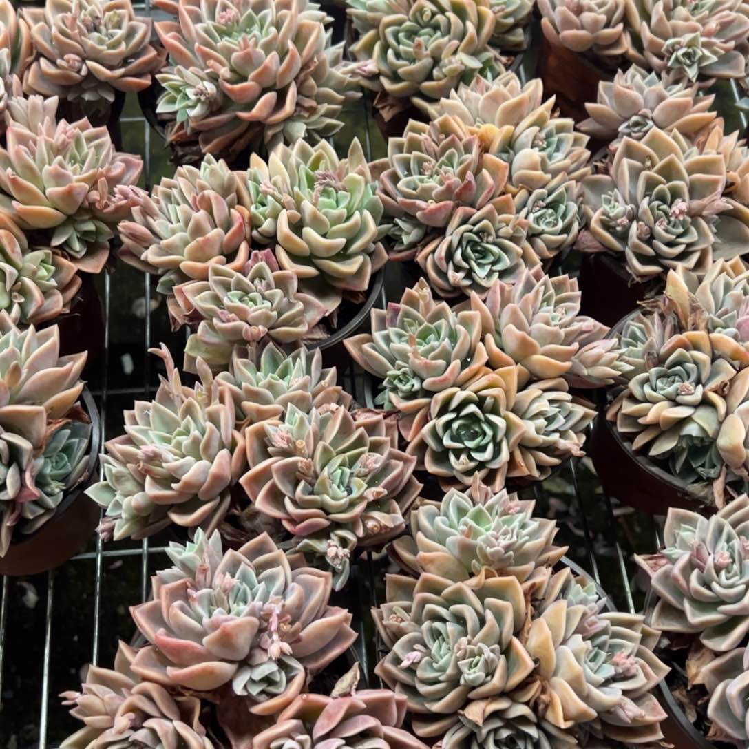 哈利沃森多肉植物两盆