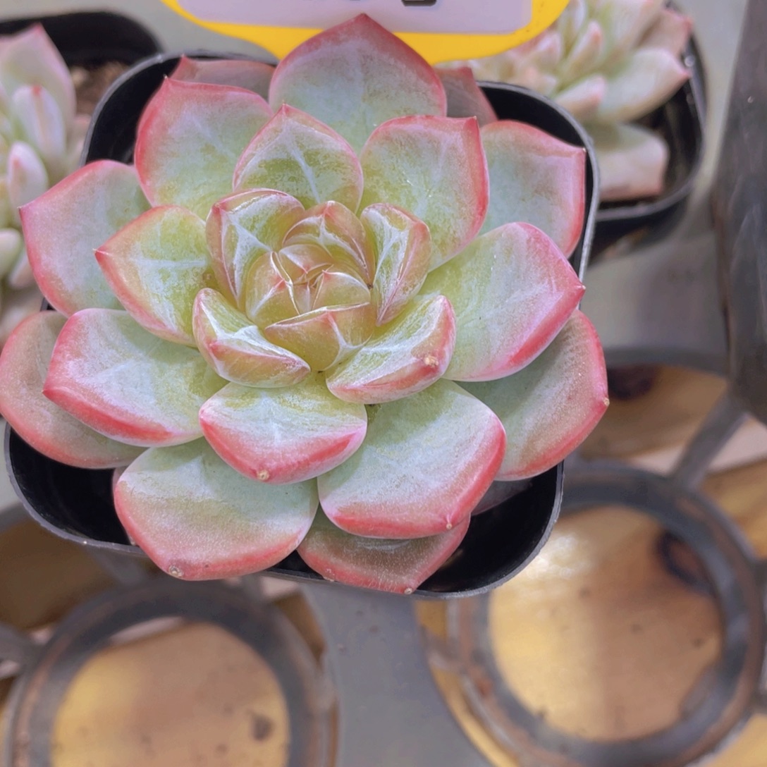 301号 宽叶糖心珍妮