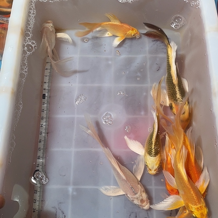 小***情蝴蝶鲤鱼渔场直发08