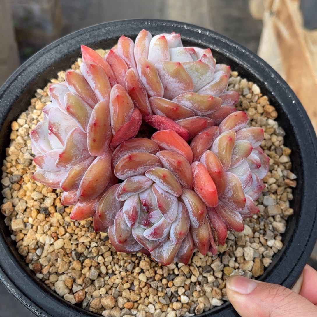 星影特价 一物一拍不支持退换