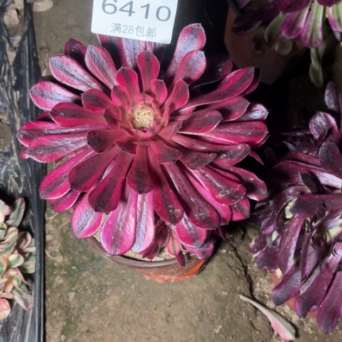 黑桐白多肉多肉6410