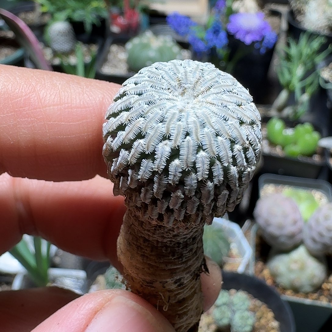 537精巧殿实生脱土发货