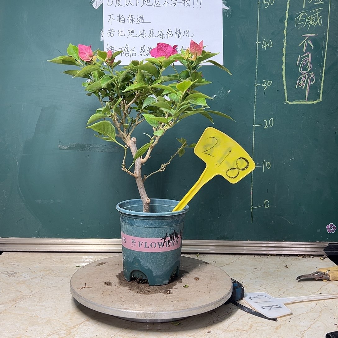 完全开放天鹅绒大咖啡 218