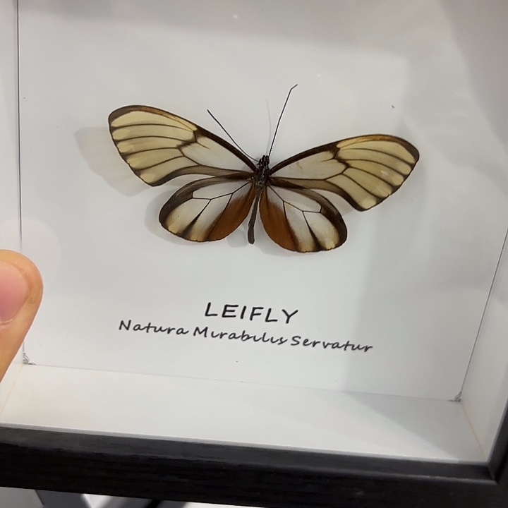 财****蝴蝶标本定制795@