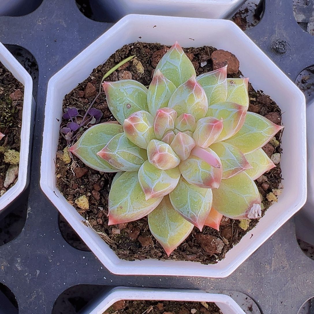 单头幻影美人19包邮