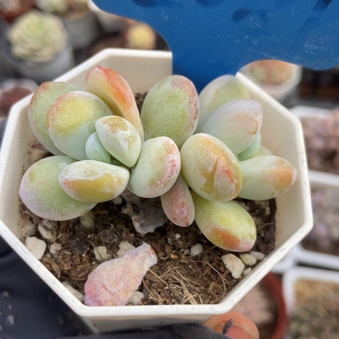 2081雪美人多肉植物保护